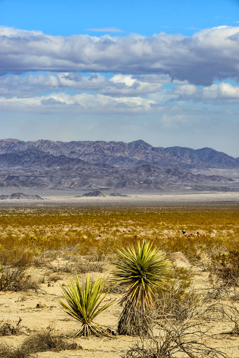 California, USA(Yucca schidigera)Image No: 16-002561  Click HERE to Add to Cart