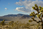 California, USA(Yucca brevifolia)Image No: 16-002784  Click HERE to Add to Cart