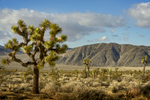 California, USA(Yucca brevifolia)Image No: 16-002795  Click HERE to Add to Cart