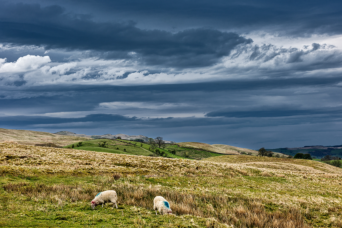 Color Photograph of Sheep Grazing on the High Fellsunder a Dramatic SkyThe English Lake District National Park