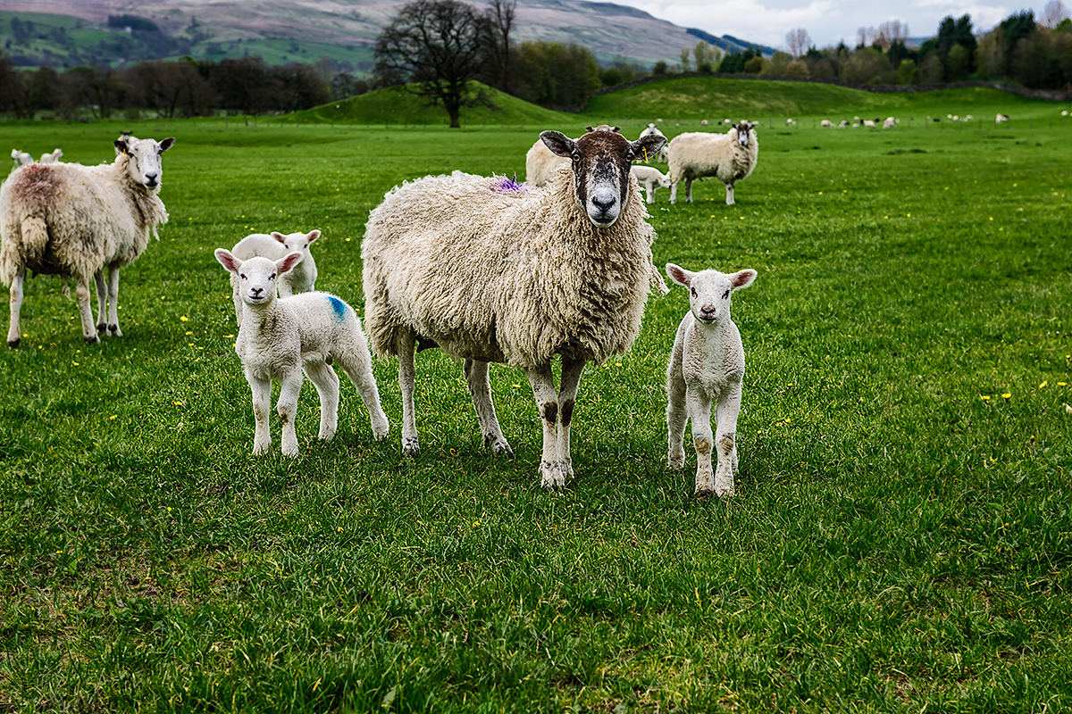 Lambing Season, England, UKImage No. 12-015538 Click HERE to Add to Cart
