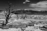 Mammoth Hot Springs, Wyoming, USAImage No: 17-009093-bw  Click HERE to Add to Cart