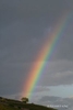 Colour photograph showing a strong rainbow apparently emanatinf from a tree on the horizon against the dark sky