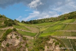 colour photograph showing some of the extensive vineyard planted on teh steep slopes of teh Rhine River valley