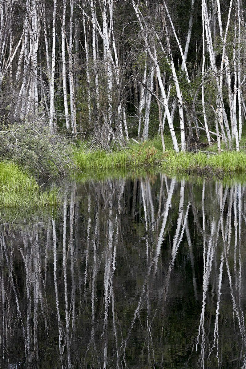 Fairbanks, Alaska, USA(Populus tremuloides)Image no: 16-027224  Click HERE to Add to Cart