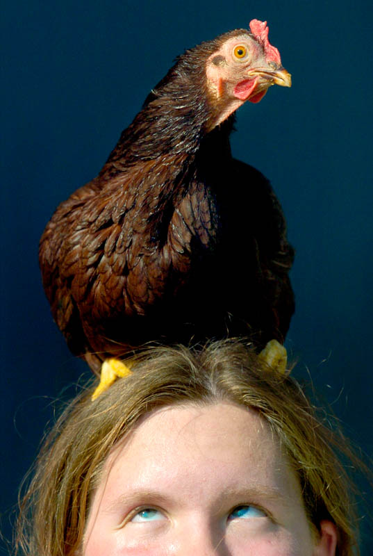 Anna Tews of Shiocton has a special relationship with her exotic show chickens and has raised Rhode Island Red Bantams, top, as well as some Old English Gamebird Blues for the past 10 years.