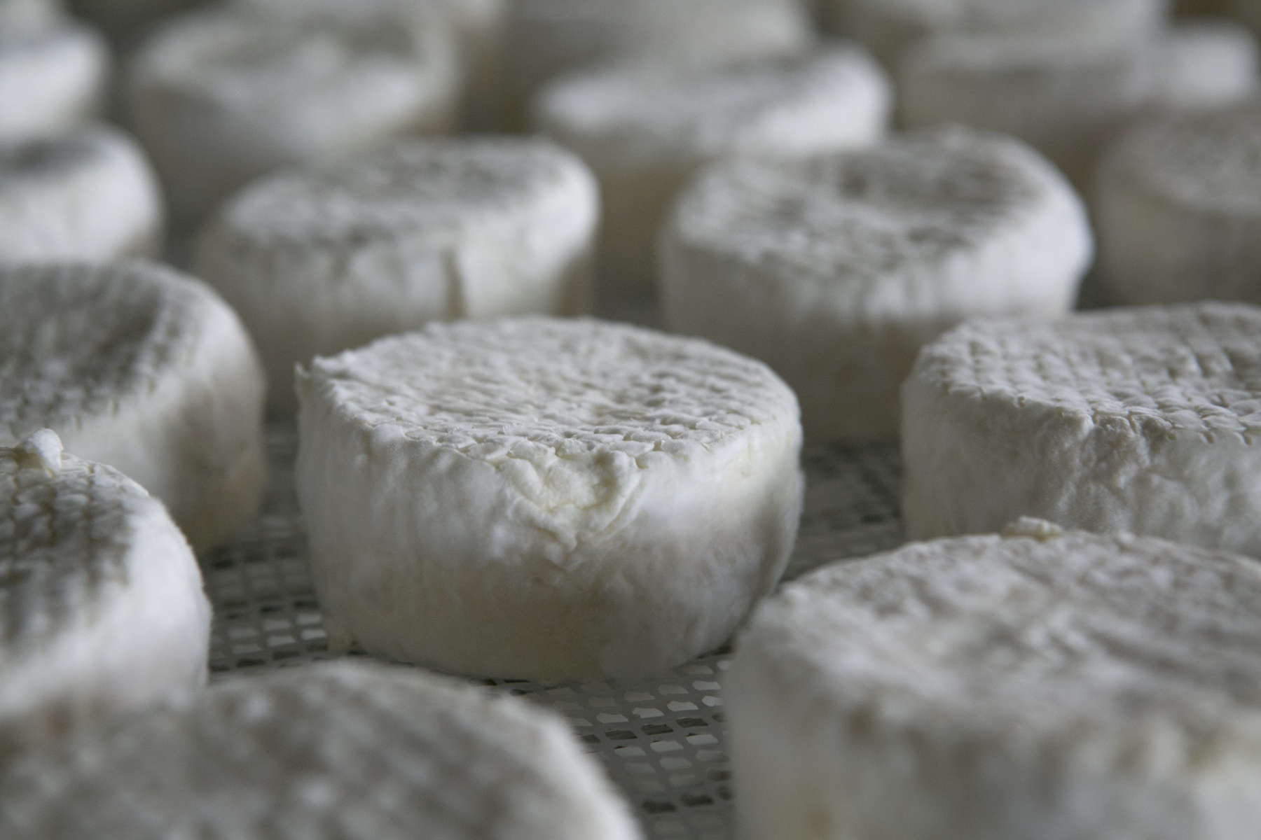Wheels of Adelle cheese age at Ancient Heritage Dairy in Portland in one of their cheese caves, February 10, 2015. This award-winning cheese is a bloomy-rind cheese made with pasteurized cow and sheep's milk. Kristyna Wentz-Graff/Staff