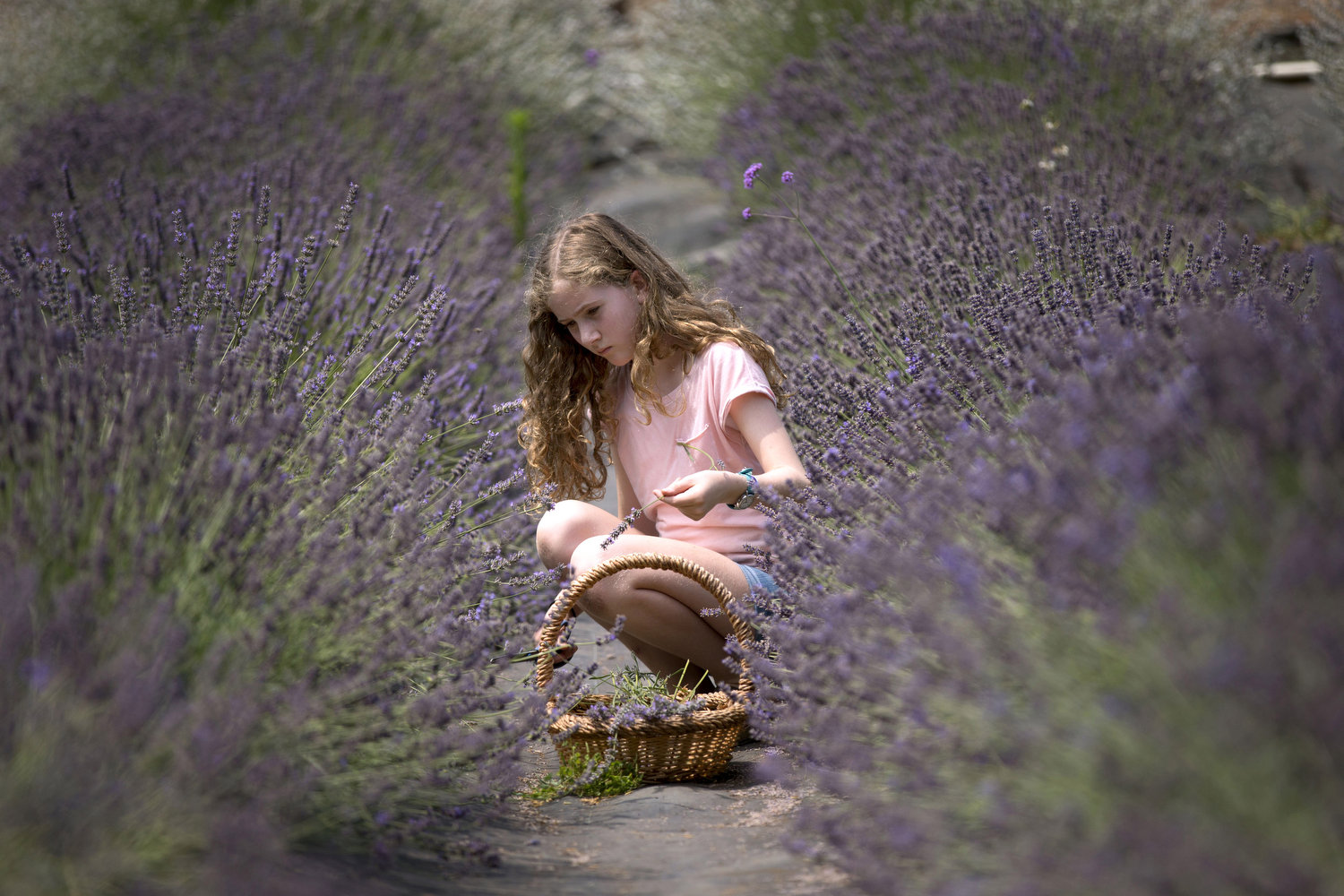 Ruby Stott of Portland, 10, collects lavender at the Helvetia Lavender Festival in Hillsboro.