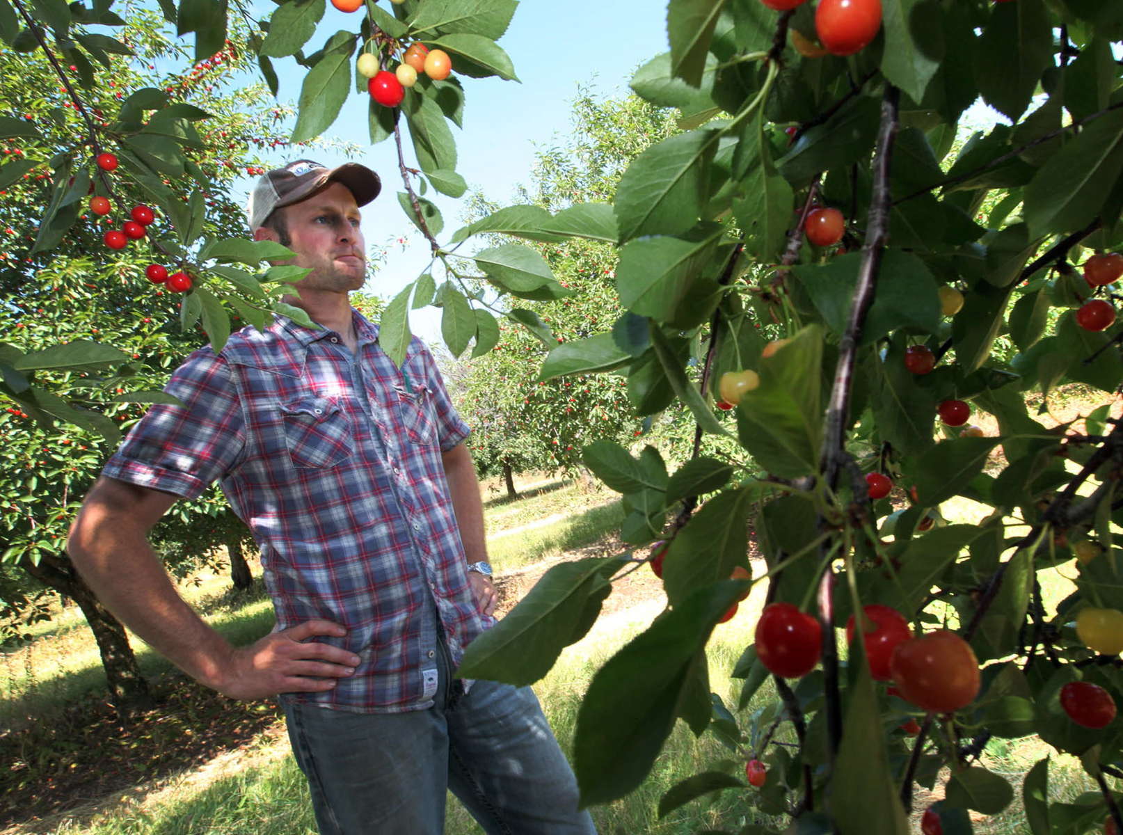 The Door County cherry harvest was decimated by warm temps in March, followed by a hard freeze. This year's crop will likely yield only 500,000 pounds, and cherry lovers will have to go to Door. Co. to get it. 