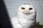 Raptor Education Group Inc. in Antigo has been rehabilitating birds, both large and small, for more than 20 years. Video by Kristyna Wentz-Graff/Milwaukee Journal Sentinel