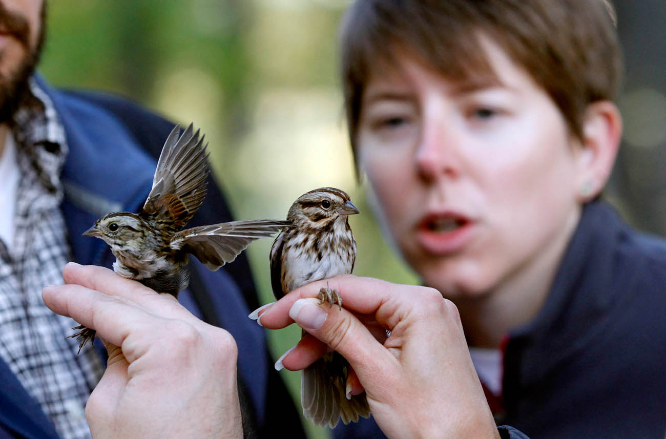 A small group of bird enthusiasts gathered at Riverside Park to catch and tag small songbirds. Information gathered will help researchers learn more about the birds' migration habits. 