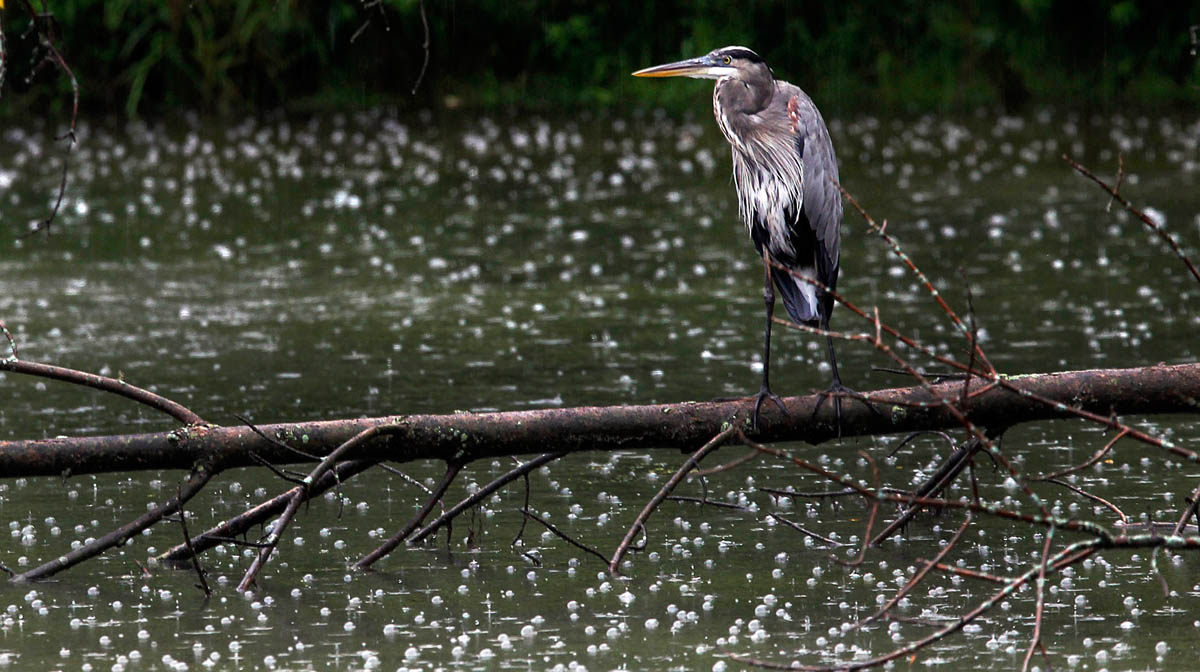 A Great Blue Heron waits out the rain storm atop a log in the Oak Creek Parkway in South Milwaukee.