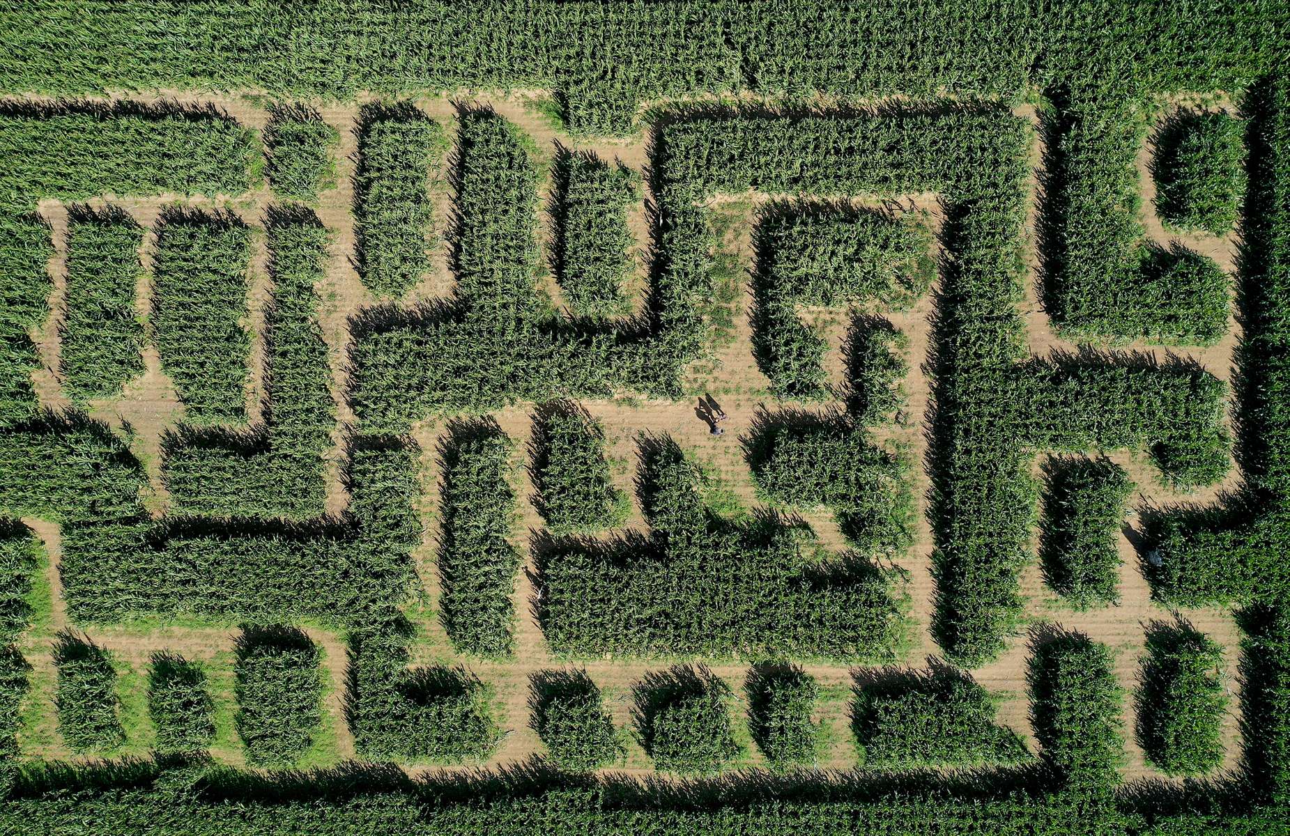 An aerial view of people in a corn maze at Harbes Family Farm on October 06, 2020 in Mattituck, New York. 