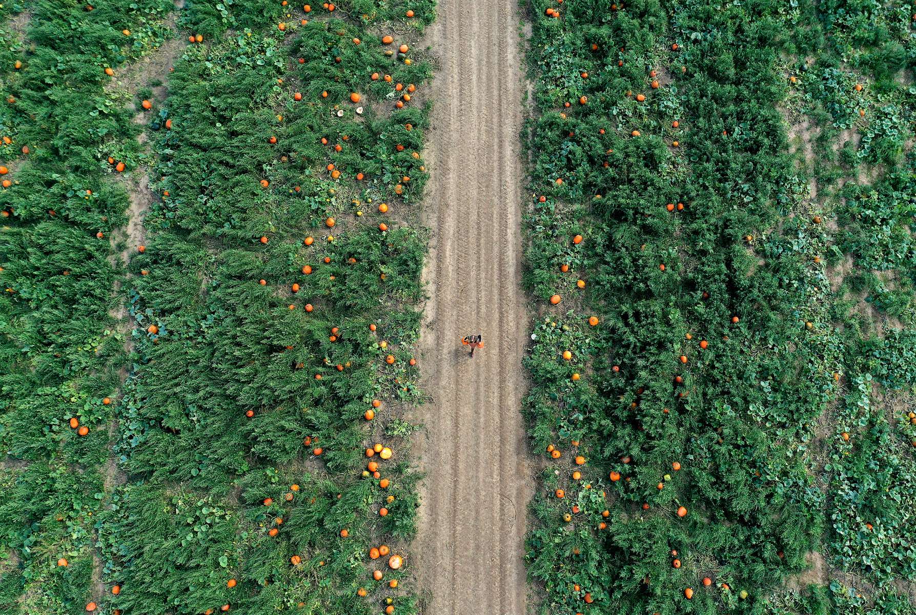 An aerial view of a person picking pumpkins at Harbes Family Farm on October 06, 2020 in Mattituck, New York. 