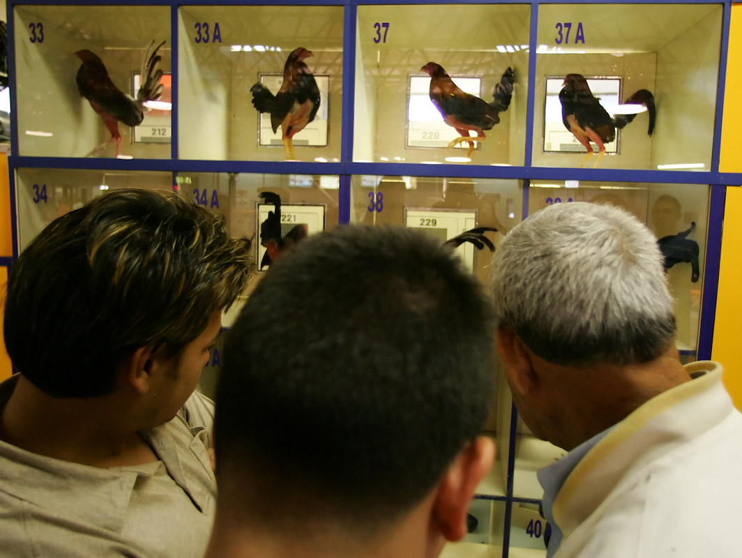 The roosters are on display for the people who gamble on the fights during Cockfighting night at Club Gallistico of Isla Verde on March 14, 2006 in San Juan, Puerto Rico. 