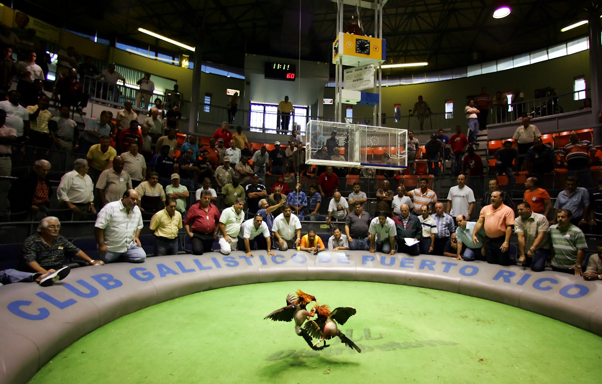 Fans watch two roosters battle during Cockfighting night at Club Gallistico of Isla Verde on March 11, 2006 in San Juan, Puerto Rico. 