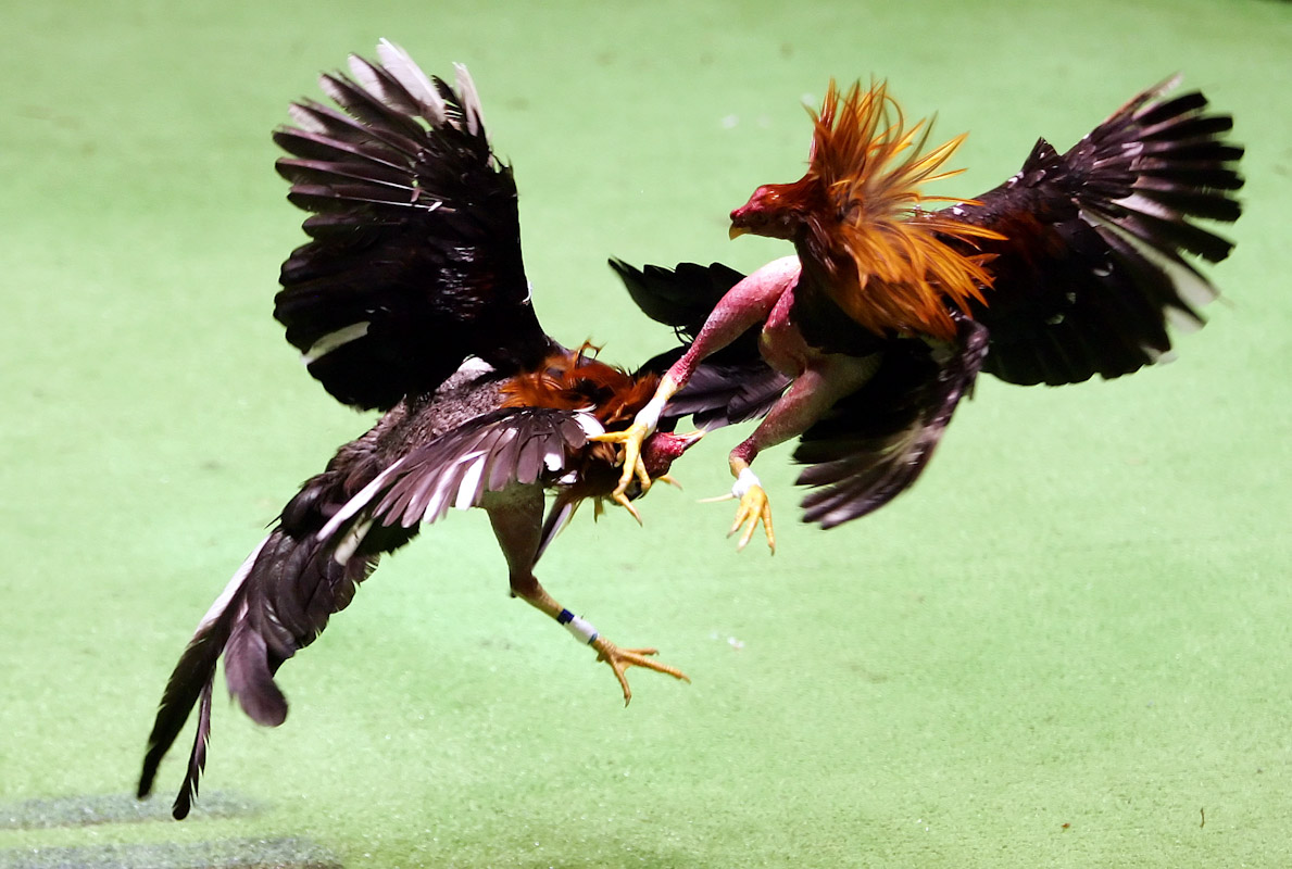 Two roosters battle during Cockfighting night at Club Gallistico of Isla Verde on March 11, 2006 in San Juan, Puerto Rico. Cockfighting, or 'peleas de gallos,' is a legal sport in Puerto Rico, unlike In the United States where some states have made it a felony. 