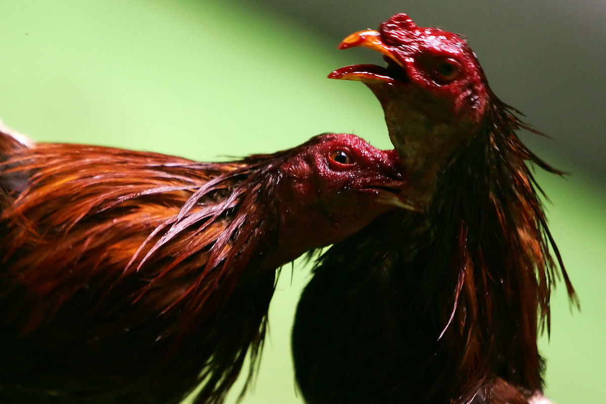 Two roosters battle during Cockfighting night at Club Gallistico of Isla Verde on March 11, 2006 in San Juan, Puerto Rico. 