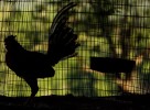 A Sillouette of a fighting rooster in it's cage at the Dora Alta Farm on November 9, 2006 in Toa Alta, Puerto Rico. 