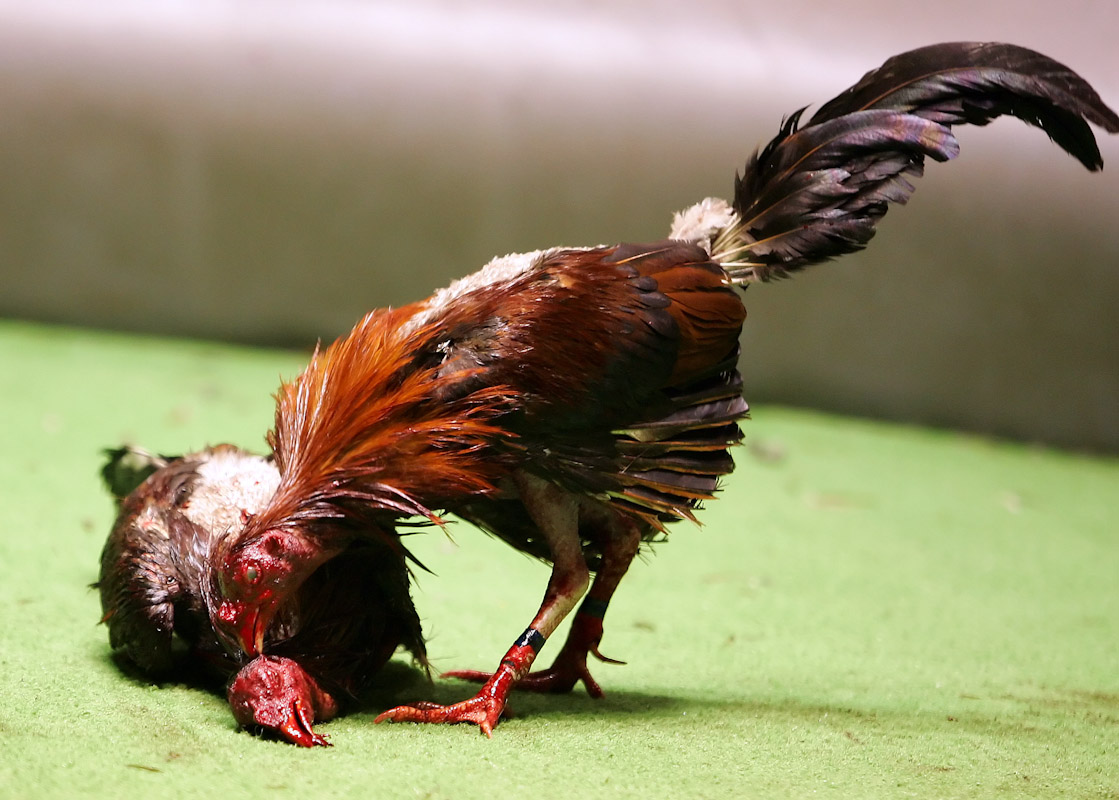 A fighting rooster pecks on the head of a dead fighting Rooster after winning his battle during Cockfighting night at Club Gallistico of Isla Verde on March 11, 2006 in San Juan, Puerto Rico. 