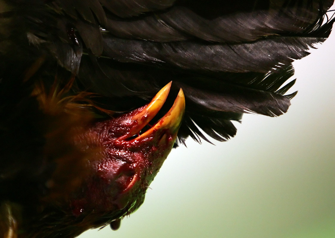 A rooster is killed by another rooster as a result of their battle in the ring during Cockfighting night at Club Gallistico of Isla Verde on March 11, 2006 in San Juan, Puerto Rico.