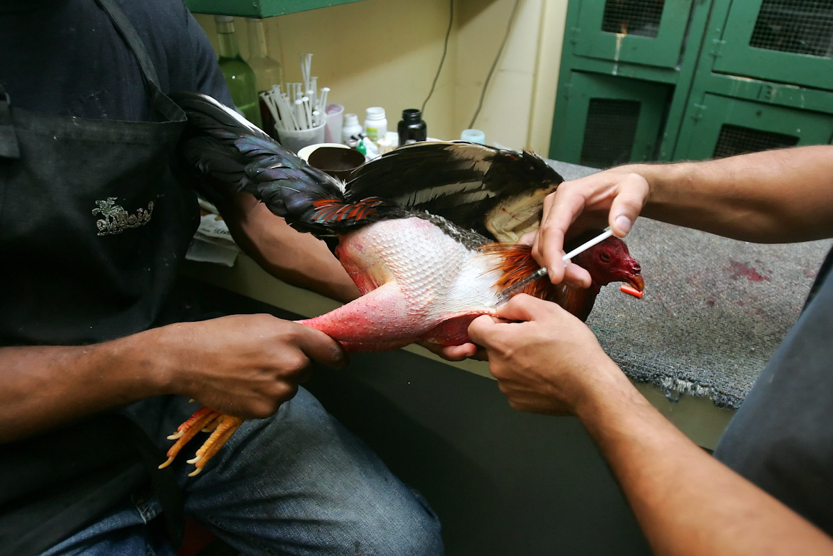 A wounded Rooster has the blood washed from his wounds after a battle during Cockfighting night at Club Gallistico of Isla Verde on March 11, 2006 in San Juan, Puerto Rico.