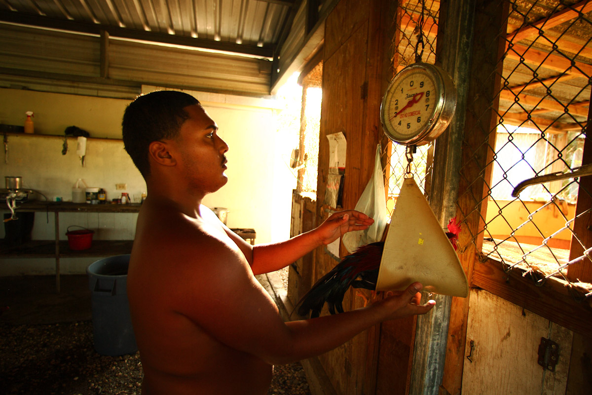 Fighting rooster trainer Jesus Albizu, 21 years old, weighs a fighting rooster prior to a sparring session at the Dora Alta Farm on November 9, 2006 in Toa Alta, Puerto Rico. The roosters get weighed in to be matched evenly to fight in the cockfighting arena. Albizu has been training roosters to fight since he was a little boy.