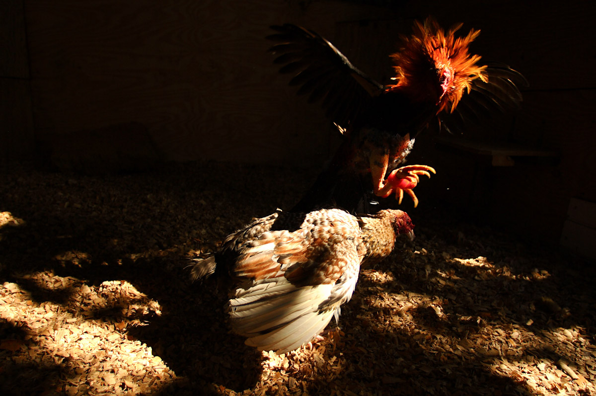 Two fighting roosters spar during a cockfight training session at the Rodriguez Brothers Farm on November 10, 2006 in Aibonito, Puerto Rico.