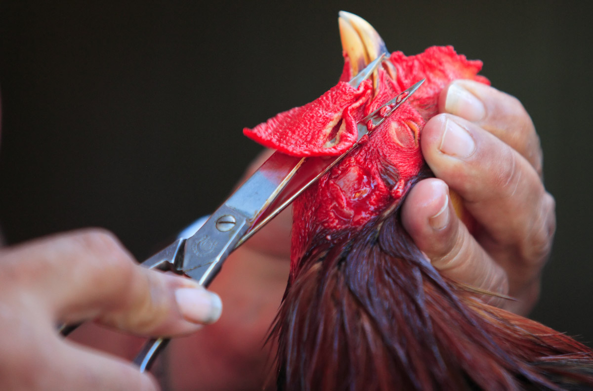 A fighting rooster has it's Beard cut off by Trainer and owner Rene Rodriguez at the Rodriguez Brothers Farm on November 10, 2006 in Aibonito, Puerto Rico. The reason for cutting off the rooster's Beard, according to Rodriguez, is to improve its visibility, balance, and reflexes during a cockfight. 