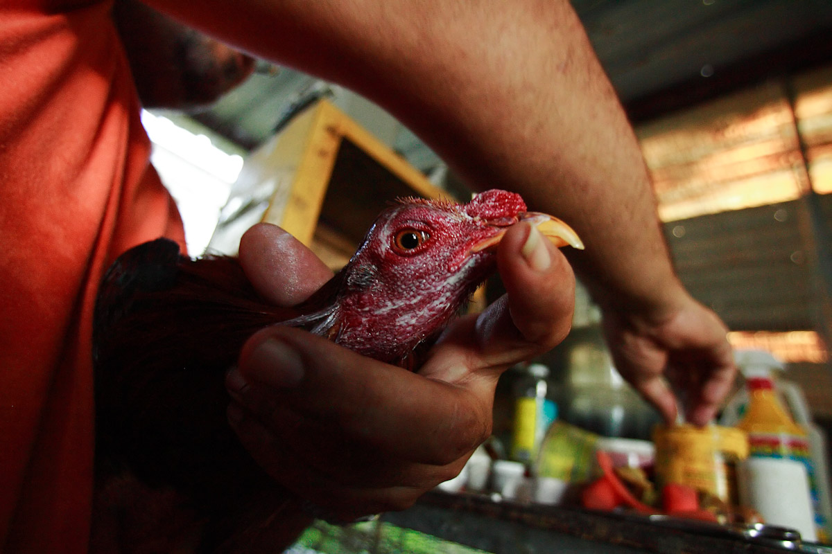 Fighting Rooster owner and trainer Rene Rodriguez applies antiseptic ointment to a fighting rooster after a sparring session against another fighting rooster during cockfight training at the Rodriguez Brothers Farm on November 10, 2006 in Aibonito, Puerto Rico.