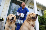 Long Island Jewish Hospital Emergency Department Technician Richard Fernandez receives a beer delivery from Karen and Mark Heuwetter and their two dogs Buddy and Barley on May 03, 2020 in Huntington Village, New York.  Mark and Karen Heuwetter own the Six Harbors Brewery and have trained their two Golden Retrievers Buddy and Barley to help them deliver beer to their customers during the coronavirus COVID-19 pandemic.  The dogs are fitted with a four pack of empty beer cans around their necks and meet customers at their doorstep while Mark and Karen carry the beer to deliver behind them.  It has been comforting for the dogs who are enjoying the exercise and meeting people along the way.  The customers love seeing Buddy and Barley and enjoy petting and greeting them to go with their beer delivery. 