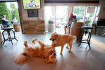 Mark Heuwetter who is the co owner of the Six Harbors Brewery watches his his Golden Retrievers Buddy and Barley play in the bar area as Long Island begins Phase 3 of reopening, allowing restaurants To Seat inside At 50 Percent Capacity and nail salons to open by appointment only on June 24, 2020 in Huntington, New York. 