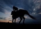 A horse and Exercise Rider trains on the track during morning workouts prior to the 155th running of the Belmont Stakes on June 09, 2023 in Elmont, New York. 