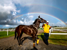 CANOVANAS, PUERTO RICO - NOVEMBER 11:  A horse is led off the track into the stables under a double rainbow at the Hipodromo Camarero on November 11, 2018 in Canovanas, Puerto Rico. The effort continues in Puerto Rico to remain and rebuild more than one year after the Hurricane Maria hit and devastated the island on September 20, 2017. The official number of deaths from the disaster is 2,975. 