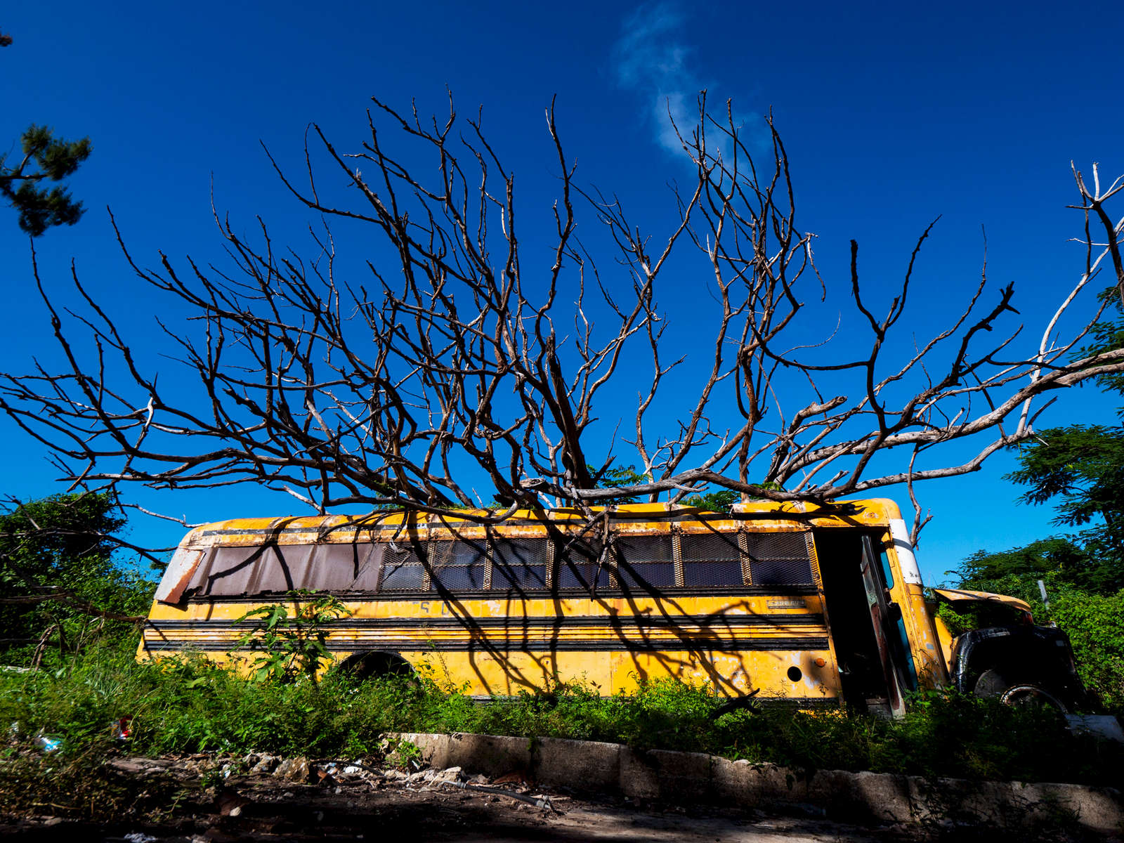 SANTURCE, PUERTO RICO - NOVEMBER 12:  A school bus is seen under a fallen tree on November 12, 2018 in Santurce, Puerto Rico. The tree fell on the bus during Hurricane Maria.  It has not been removed more than a year later.  The effort continues in Puerto Rico to remain and rebuild more than one year after the Hurricane Maria hit and devastated the island on September 20, 2017. The official number of deaths from the disaster is 2,975. 
