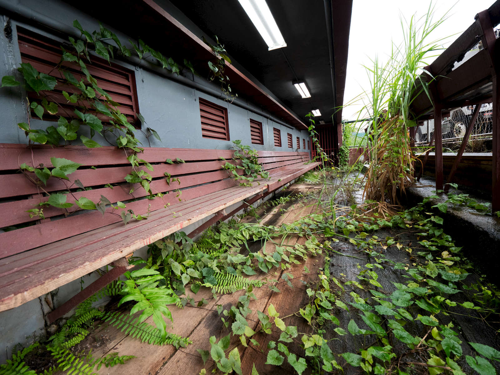 CAGUAS, PUERTO RICO - NOVEMBER 14:  A view of weeds growing in the third base dugout of the Yldefonso Sola Morrales Stadium in Caguas, Puerto Rico on November 14, 2018.  It was of the home of the  Puerto Rican baseball League team the Criollos de Caguas.  The stadium is scheduled to be demolished due to the heavy damage caused by Hurricane Maria. The effort continues in Puerto Rico to remain and rebuild more than one year after the Hurricane Maria hit and devastated the island on September 20, 2017. The official number of deaths from the disaster is 2,975. 