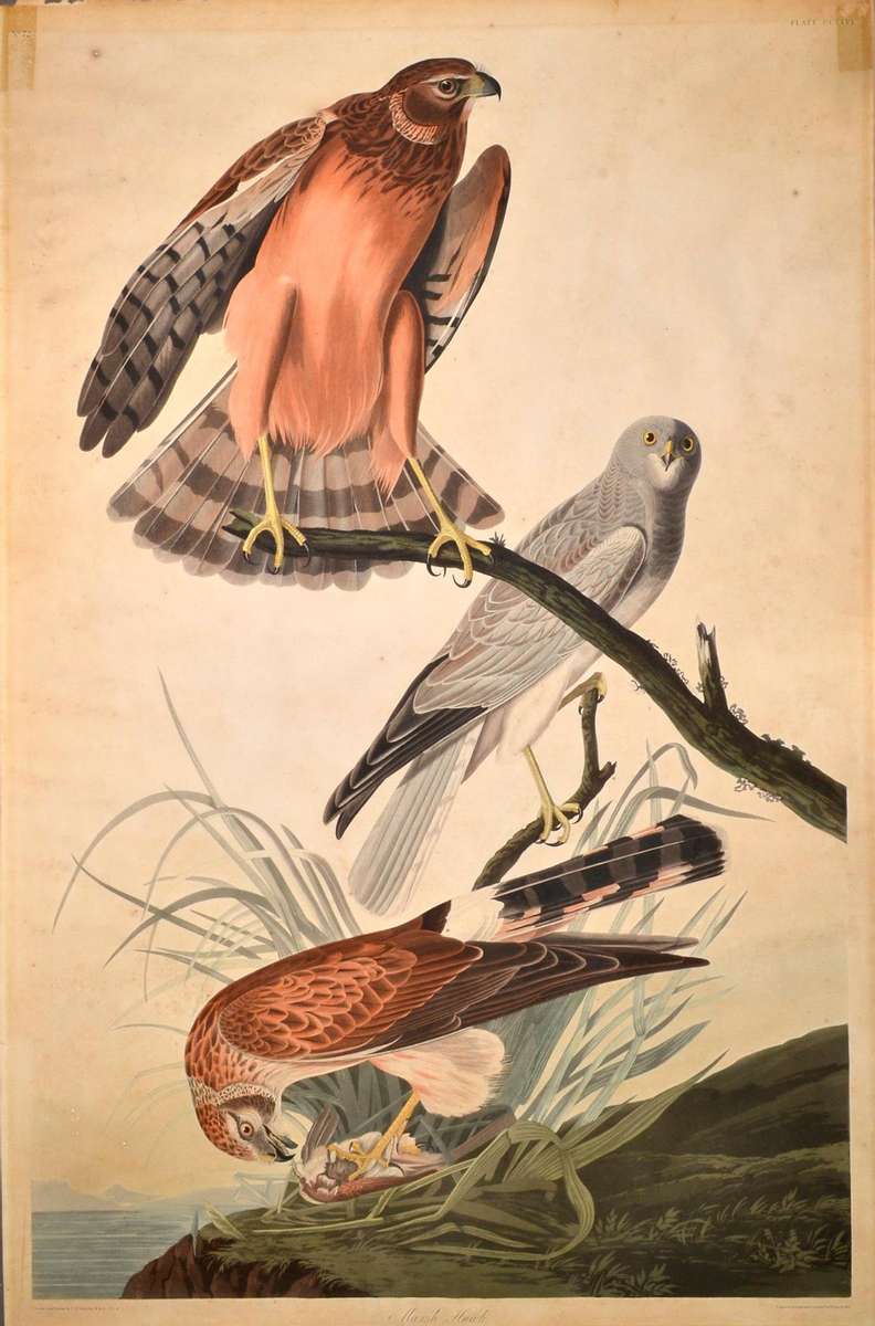 A plate from Audubon's The Birds of America. Engraving, etching, aquatint, and watercolor on heavyweight, machine-made wove paper.  38{quote} x 25 3/8{quote}  Before treatment images showing condition issues including surface grime, overall discoloration, discolored pressure-sensitive tapes, edge tears and minor support losses.  Private Collection 