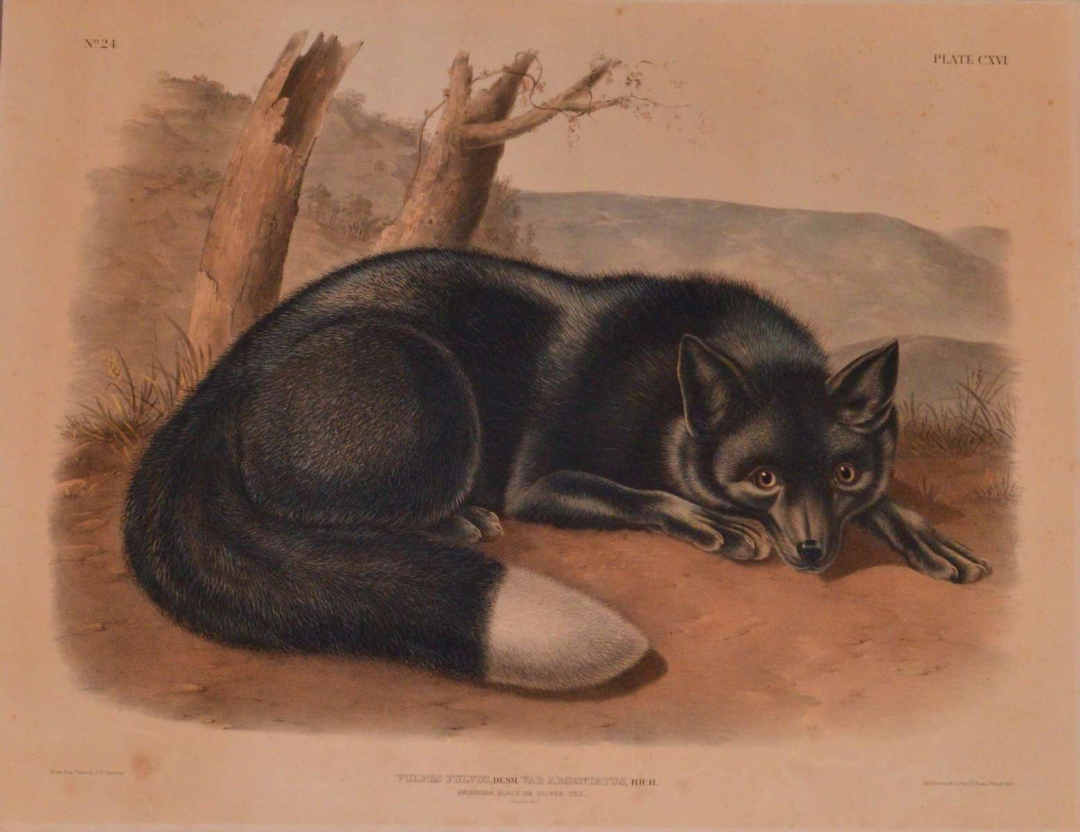 This object is a plate from John James and James Woodhouse Audubon's The Viviparous Quadrupeds of North America. Lithograph with watercolor on heavyweight wove paper, 21 1/4{quote} x 27 3/4{quote}Before treatment image showing severe overall discoloration of the support and some fading of the watercolor.  Private Collection 