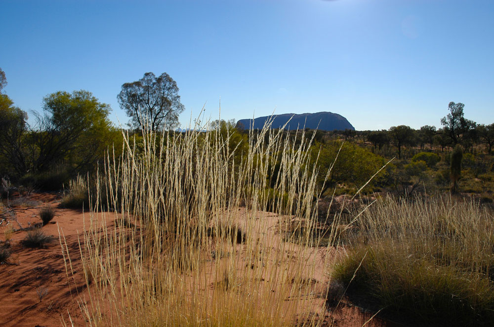 Uluru At Midday