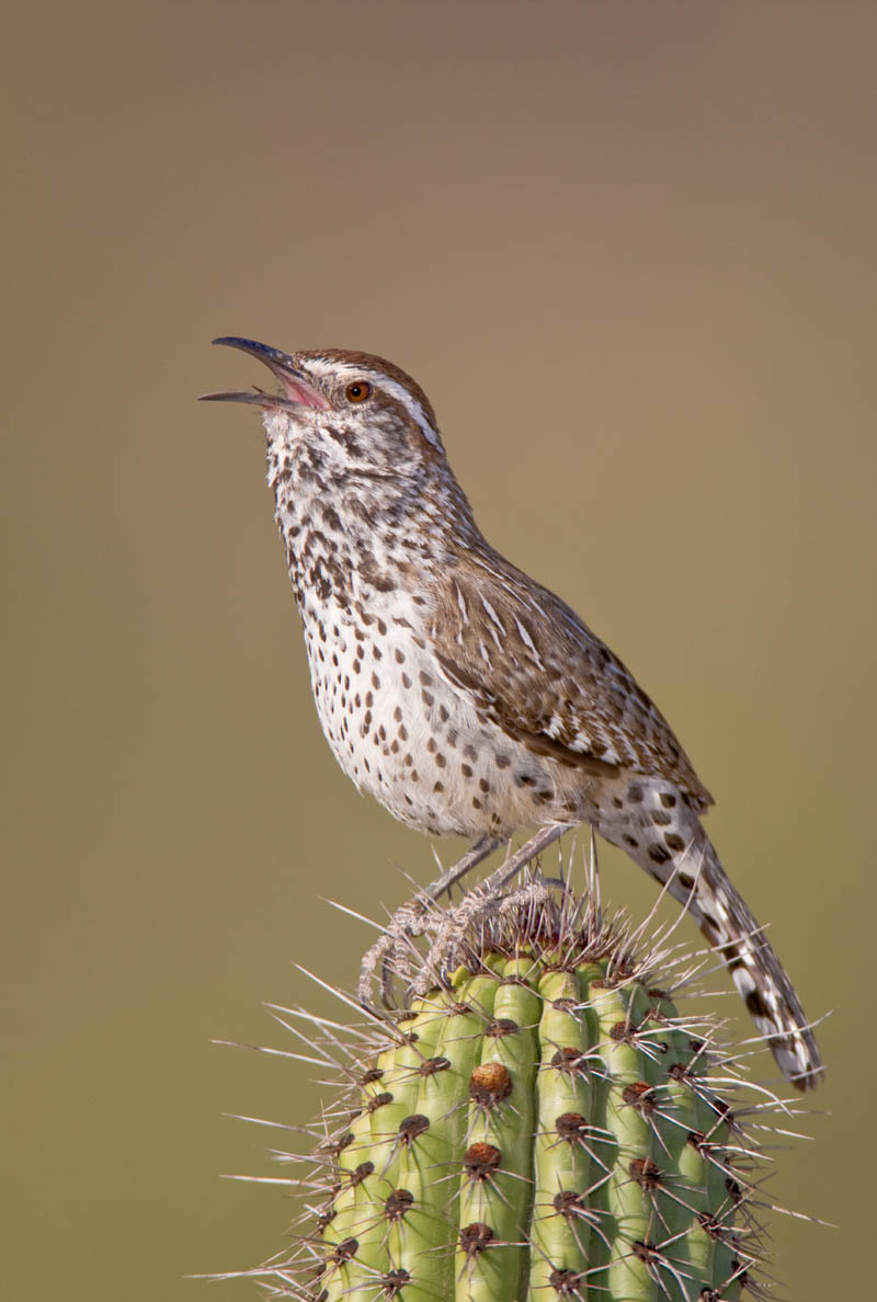 Cactus Wren Bird