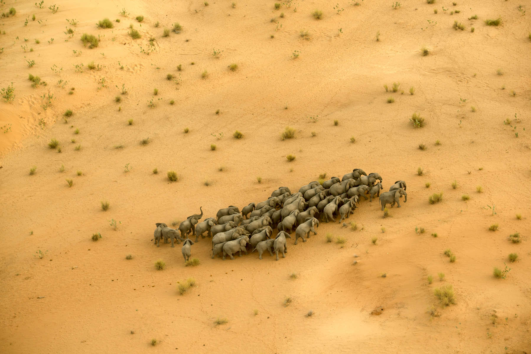 A dwindling elephant population inhabits the fringes of the desert and utilizes the vegetation found on the shores of the lake.