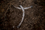 In March 2013 86 elephants, several of whom were pregnant, were reported to have been killed by poachers near Fianga close to the border of Cameroon. Elephant bones are scattered across the massacre.