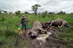 An onslaught of rhino poaching at Kruger National Park has left South African National Parks with a backlog of cases. The park's forensics team inspects a crime scene 10km from the park's edge, looking for the bullets that killed the rhinos along with any other evidence. The culprit's are believed to be South African nationals and are part of a gang that have killed several rhinos, always taking only one--the larger-horn. Two rhinos were shot and killed- a male and female near a drinking hole. The female was thought to be pregnant, which is why she was accompanied by a male.