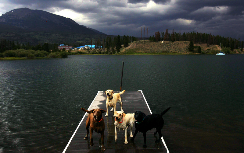 Dogs on pier at Dillon Reservoir, Colorado