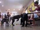 Brooklyn Veterinary Hospital holds a monthly class for new dog owners called {quote}Puppy Kindergarten.{quote} Here the dogs are socialized as veterinary technician and trainer Joyce Kramer, conducts the class. 