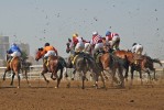 Horses leave the starting gate for Race 2 during the Dubai Racing Carnival held at the Jebel Ali Race Track on February 15, 2008.