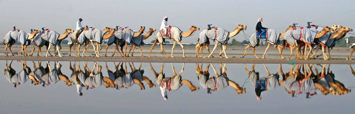 Camels are reflected in pools of water at the Nad Al Sheba race tracks in Dubai, United Arab Emirates, on December 29, 2006.