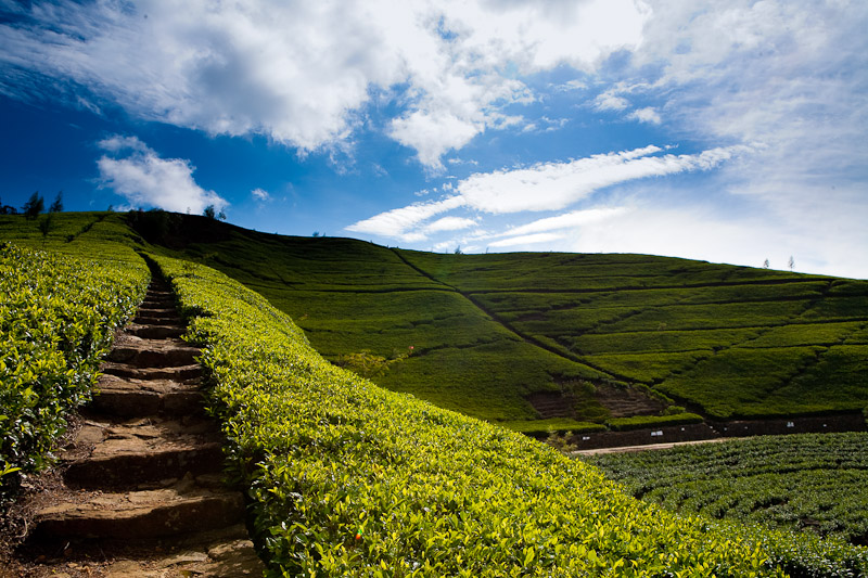 Photography: Landscape: Lipton Tea Estate, Sri Lanka