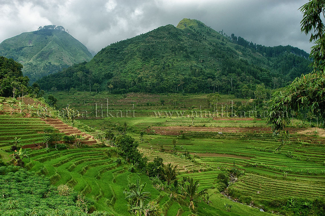 Asian Rice Paddies