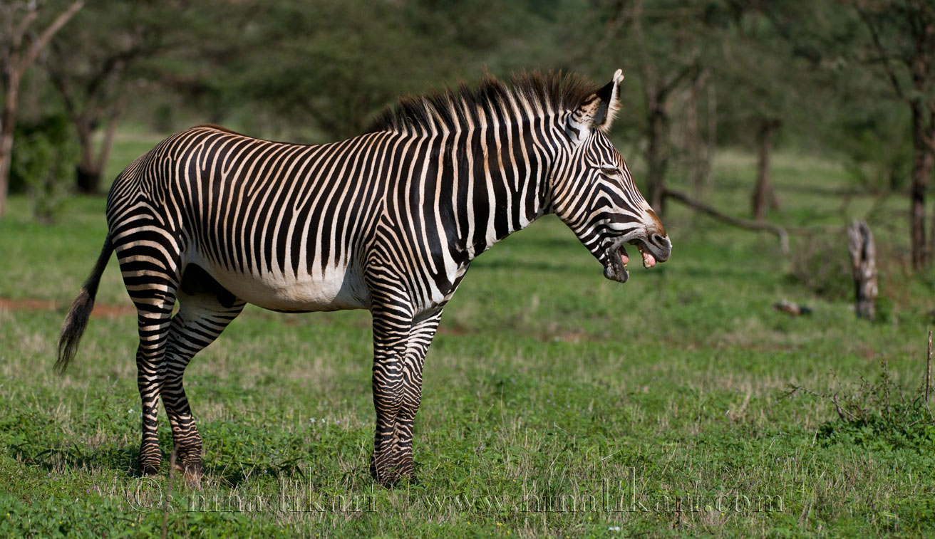 Grevy's Zebra ( Equus grevyi ) is confined to the Horn of Africa